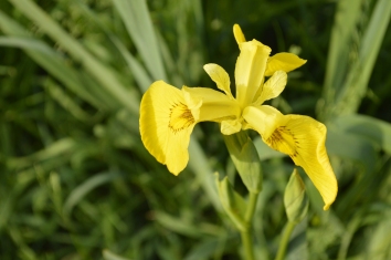 The amazing yellow irises